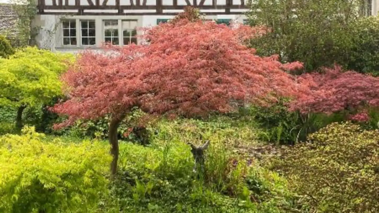 Stanza singola in affitto - Alte Unterortstrasse 3, 8804 Au ZH - Foto 2