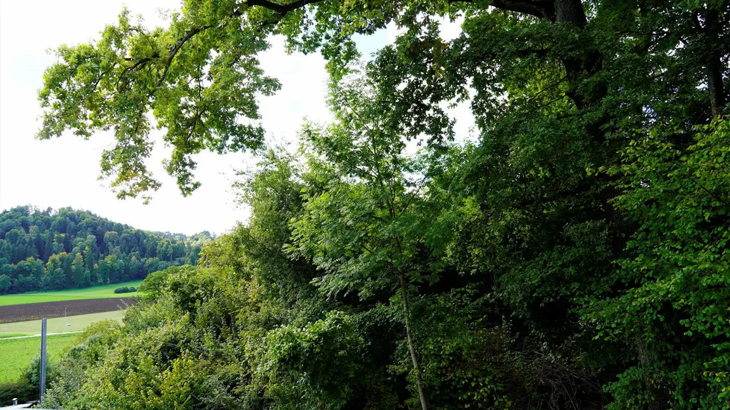 Appartamento in vendita - Äntenschnabel, 8353 Elgg - Foto 2