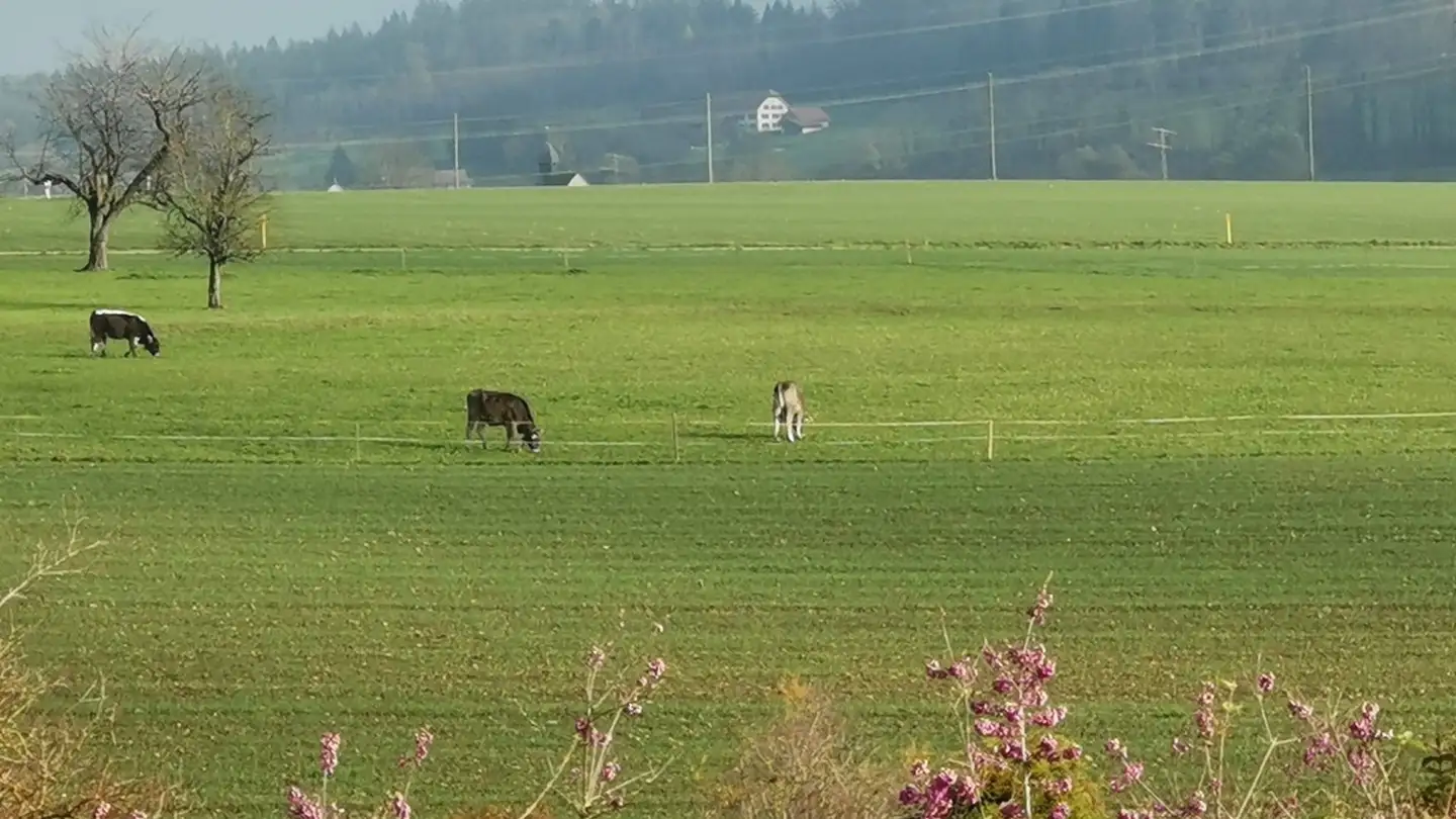 Zimmer mieten - 4654 Lostorf