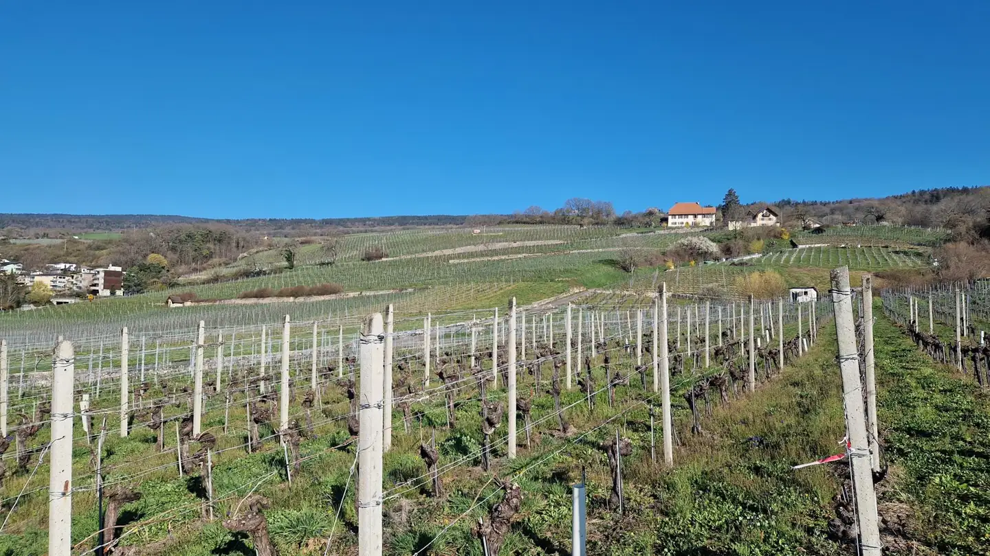 Maison en terrasse à louer - Rue Des Flamands 17, 2525 Le Landeron