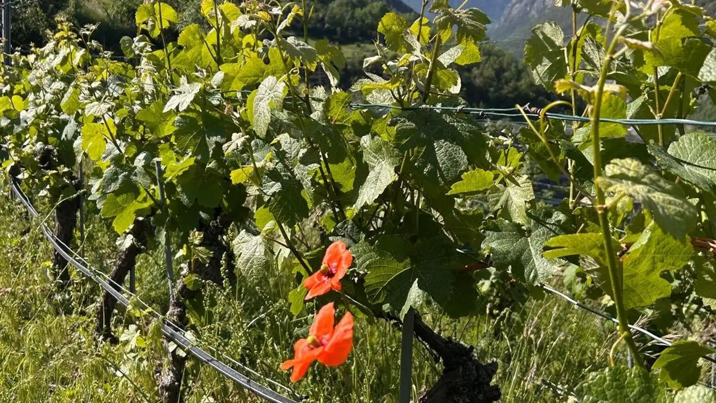 Entreprise agricole à vendre - 3932 Visperterminen