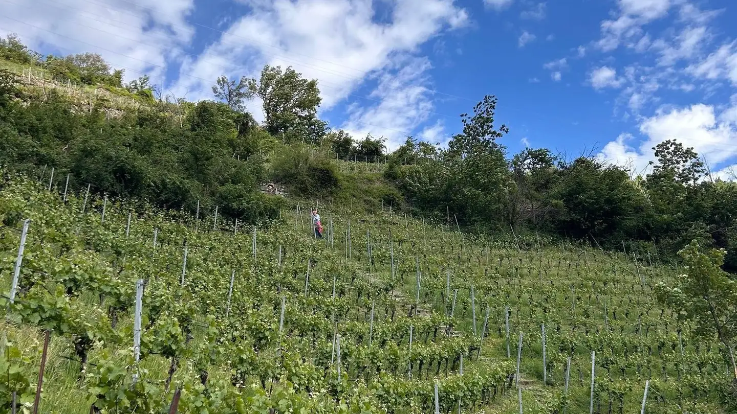 Entreprise agricole à vendre - 3932 Visperterminen - Photo 2