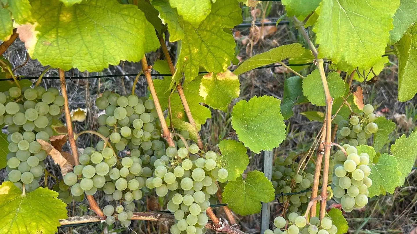 Entreprise agricole à vendre - 3932 Visperterminen - Photo 3