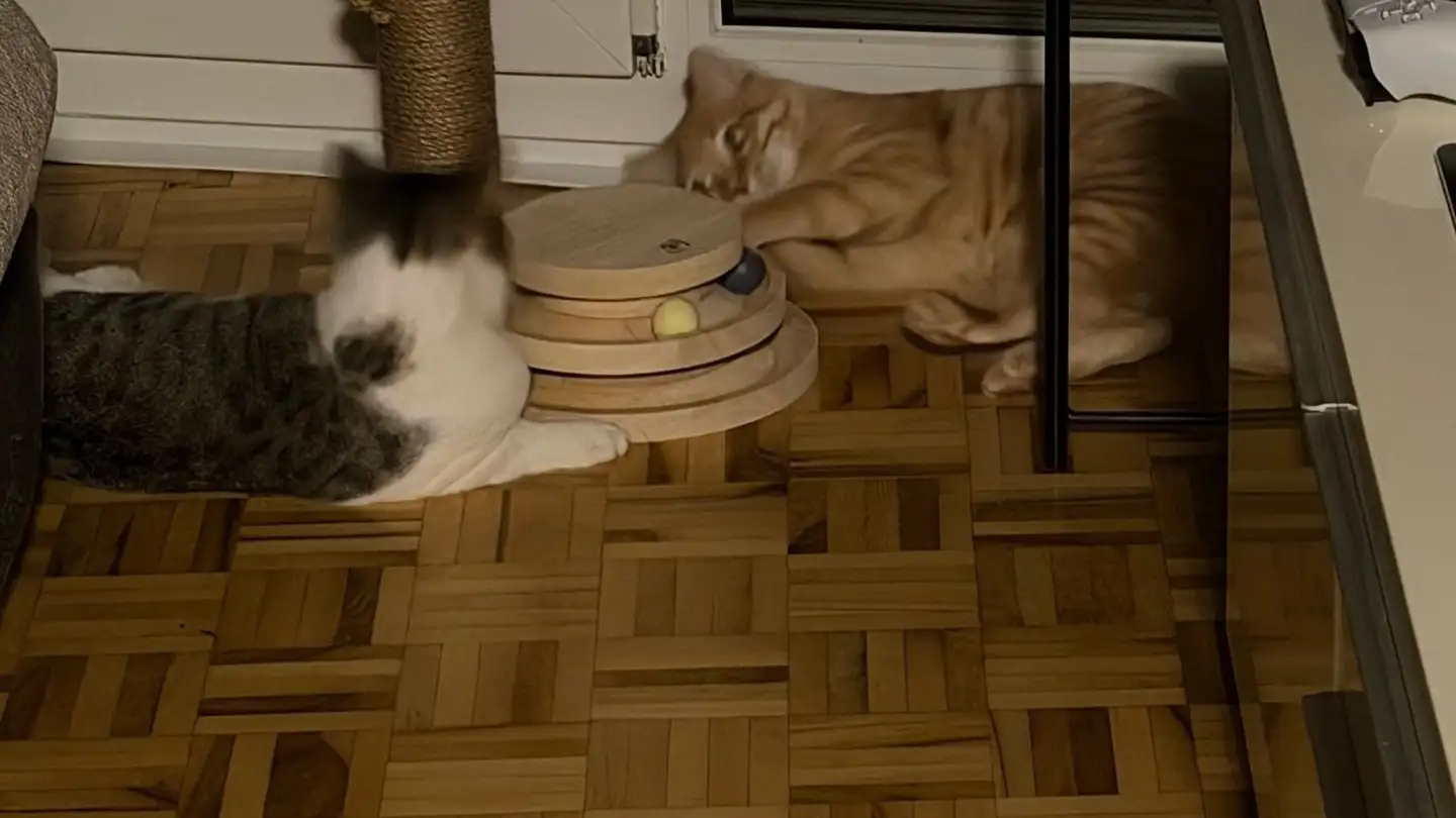 Stanza singola in affitto - Giebeleichstrasse 24, 8152 Glattbrugg - Photo 4