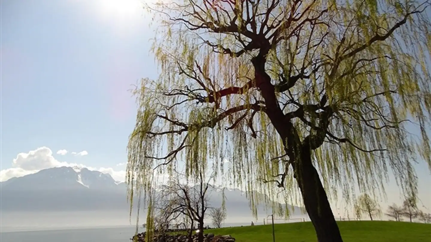 Appartamento in vendita - 1815 Clarens - Photo 3