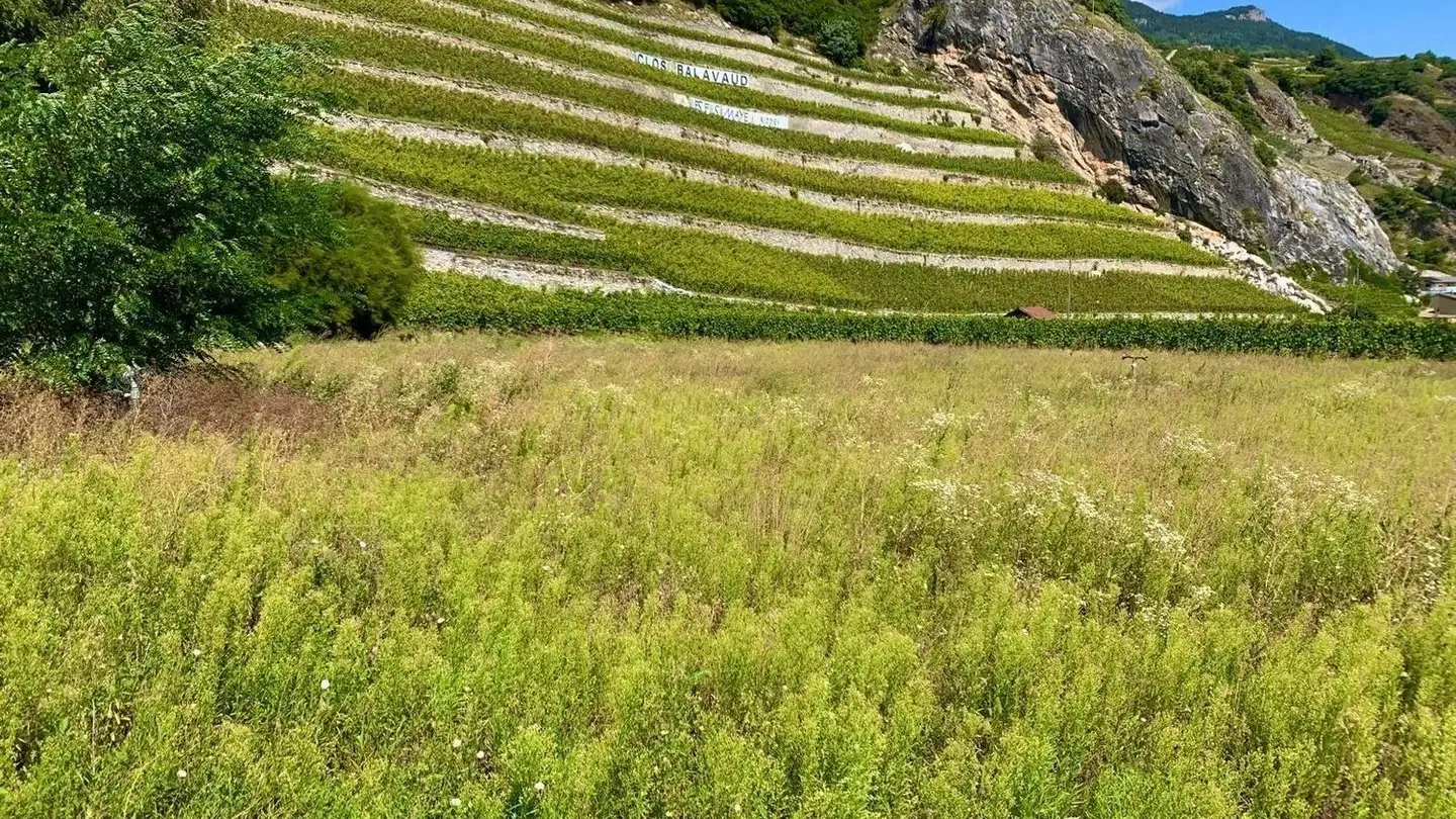 Terreno edificabile in vendita - Route Cantonale 288, 1963 Vétroz - Foto 2