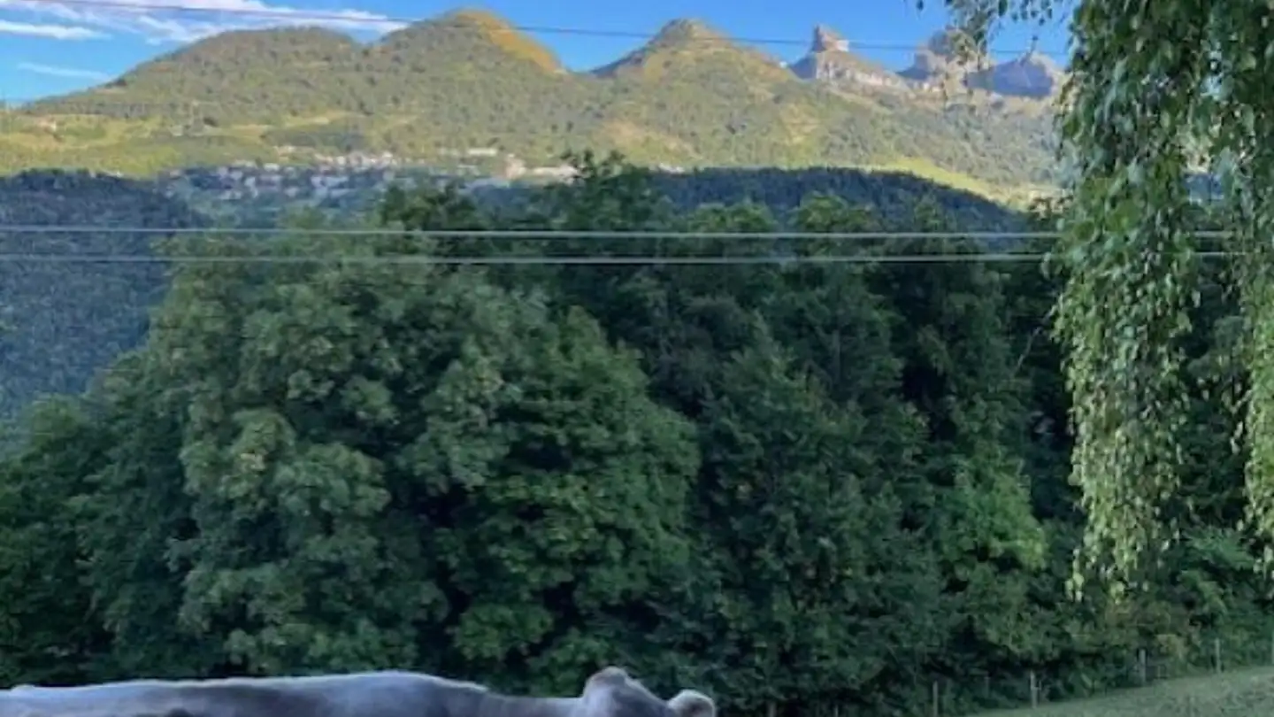 Single house for sale - 1867 Ollon VD - Photo 2