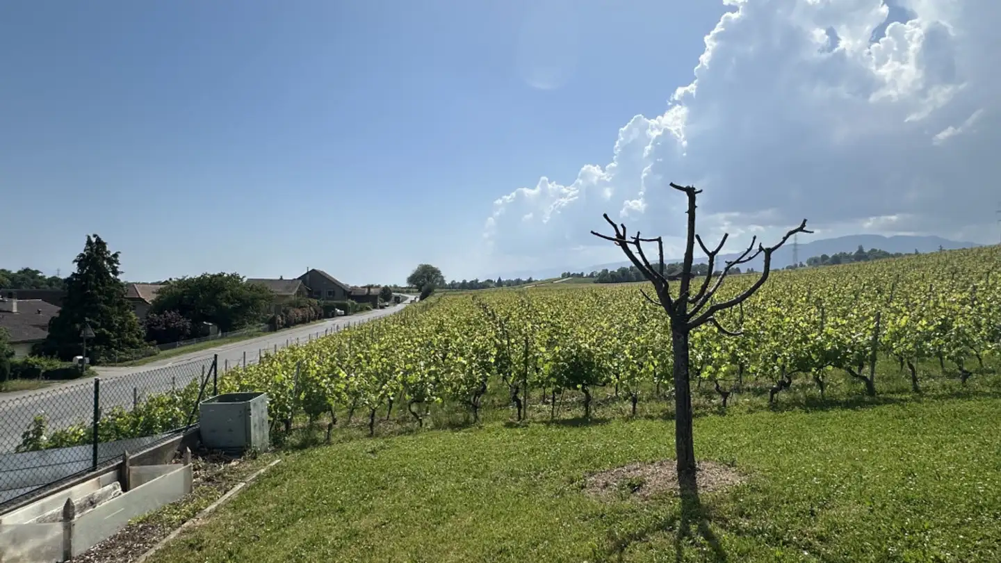 Appartamento in affitto - 1184 Luins - Foto 2