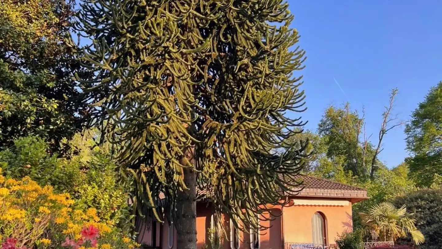 Einfamilienhaus kaufen - 6945 Origlio - Foto 2