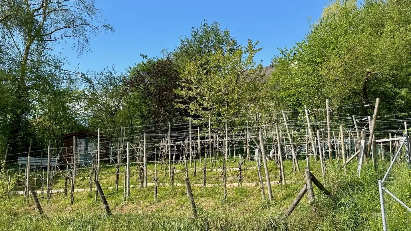 Maison individuelle à vendre - Weingartenstrasse, 8556 Wigoltingen - Photo 4