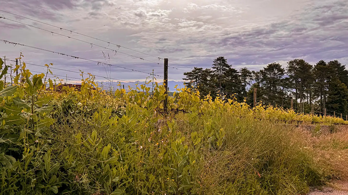 Villa in vendita - 1110 Morges