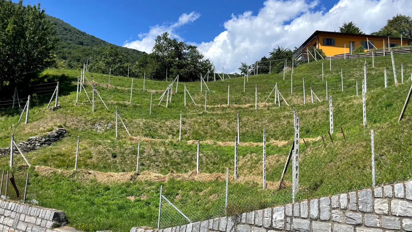 Terrain constructible à vendre - Via Camoghè, 6809 Medeglia - Photo 3