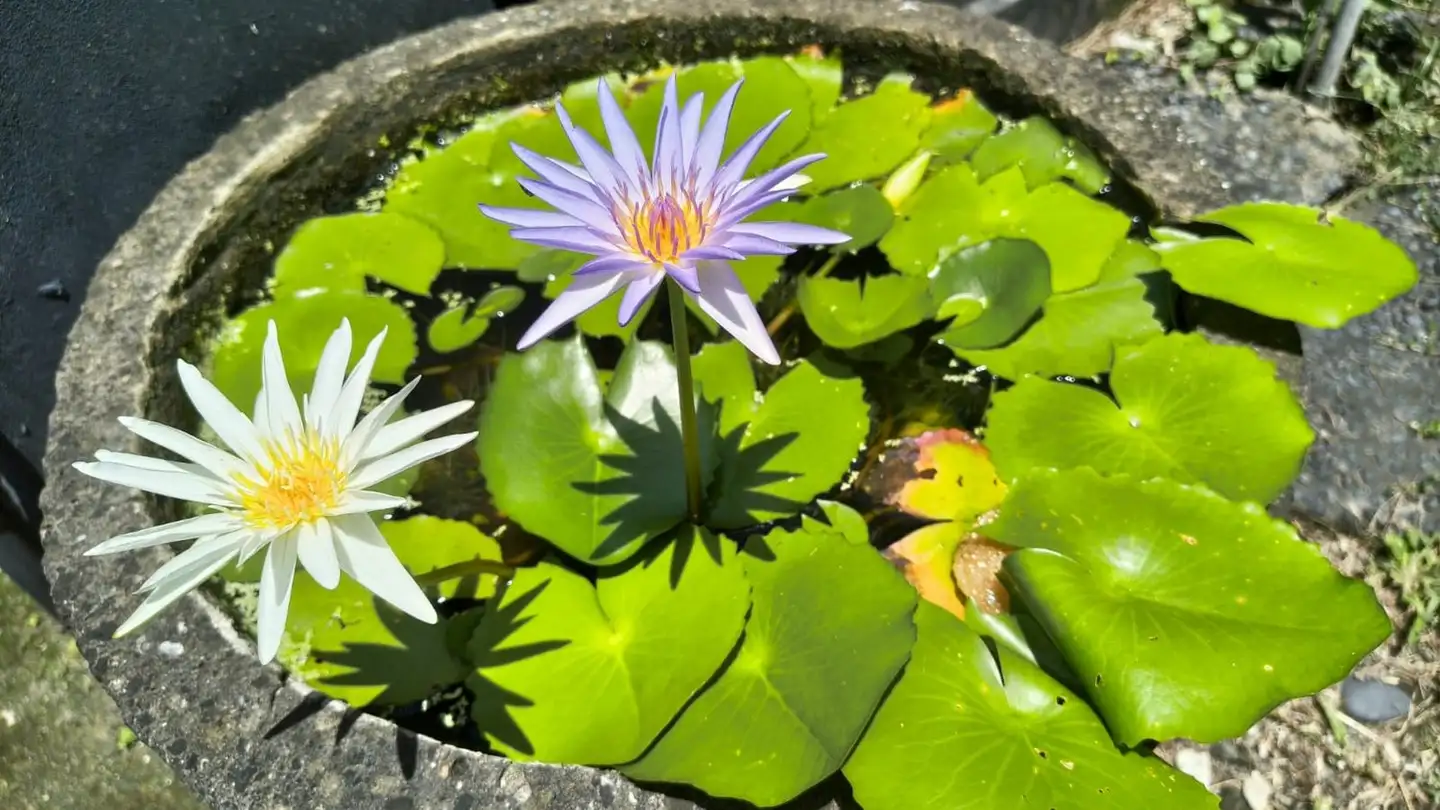 Apartment for rent - 9657 Unterwasser