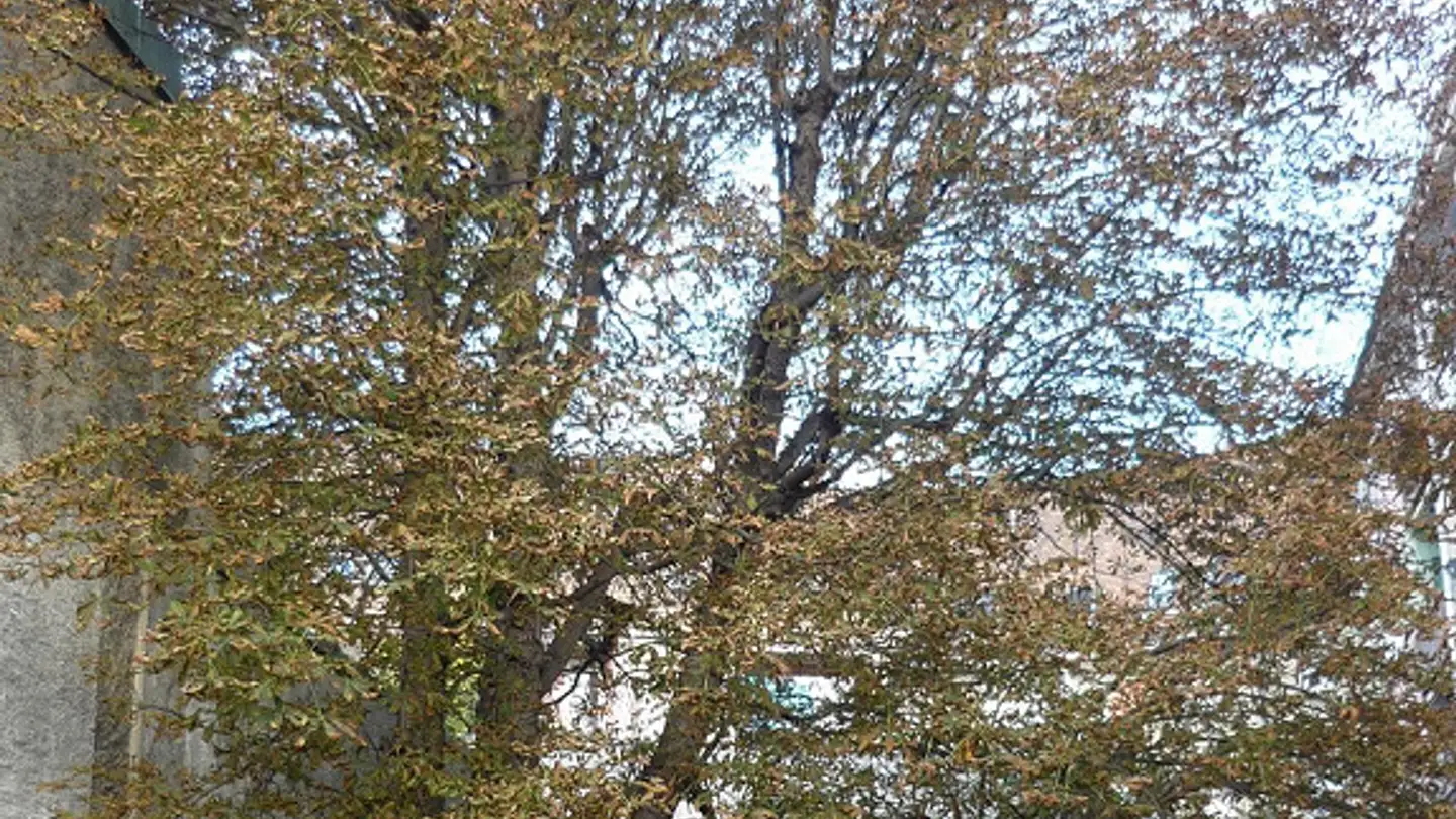 Appartamento in affitto - Lothringerstrasse 123, 4056 Basel - Foto 2