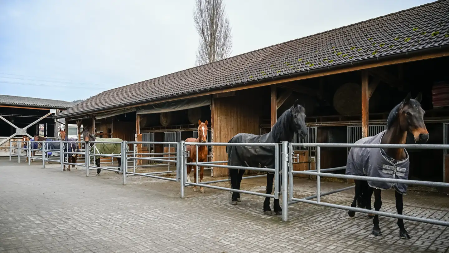Fattoria in vendita - Wiesenstrasse 37, 5734 Reinach AG - Photo 2