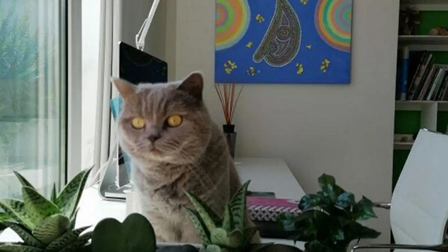 Attico in vendita - 6612 Ascona - Photo 2