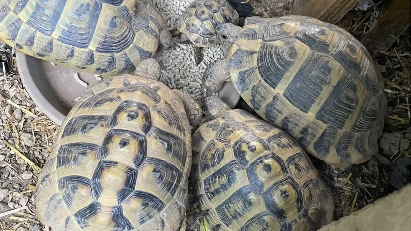 Wohnung mieten - 1256 Troinex