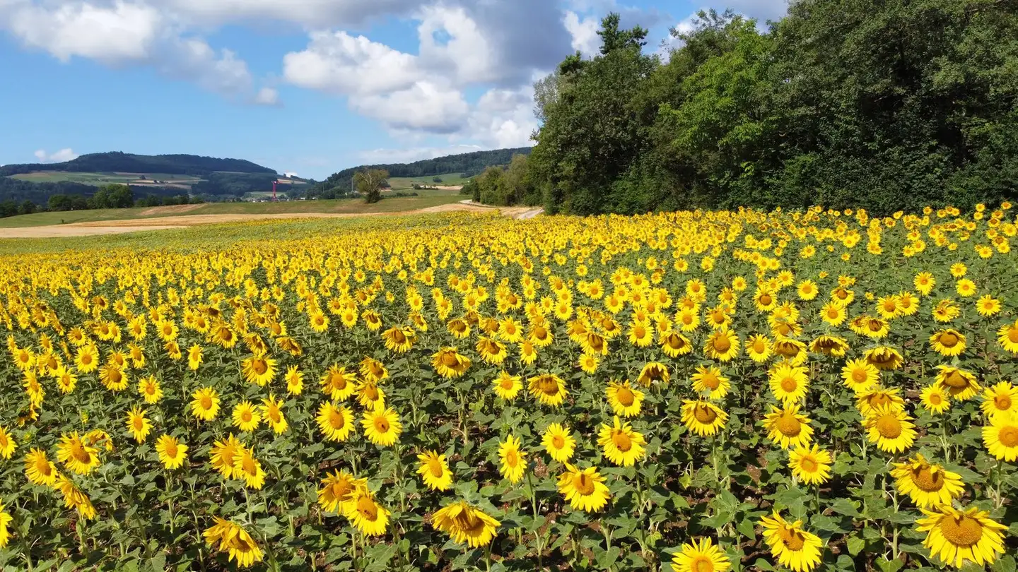 Restaurant for sale - 5400 Baden