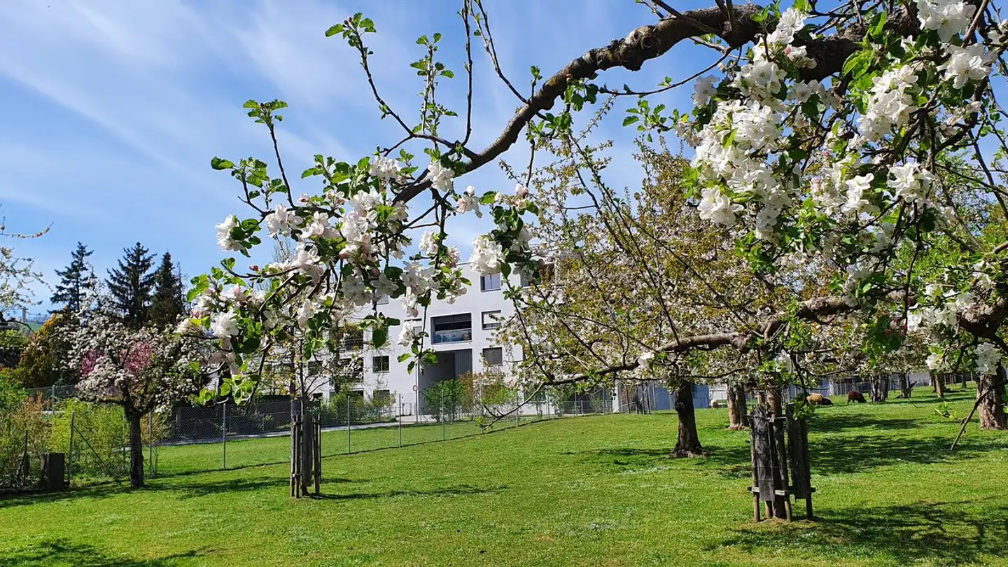 Apartment for rent - Traubenweg 5, 3110 Münsingen