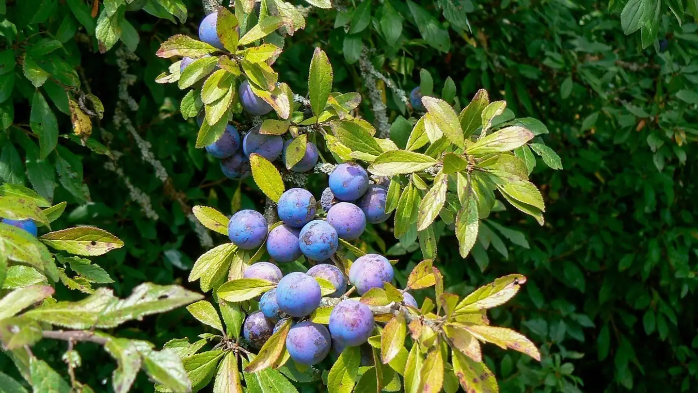 Immobile in affitto - Roveray, 1170 Aubonne - Photo 2