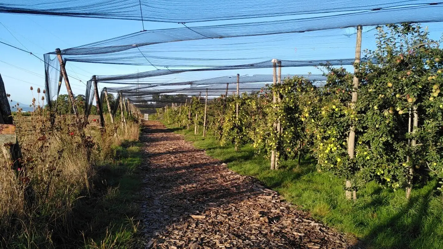 Immobile in affitto - Roveray, 1170 Aubonne - Photo 4