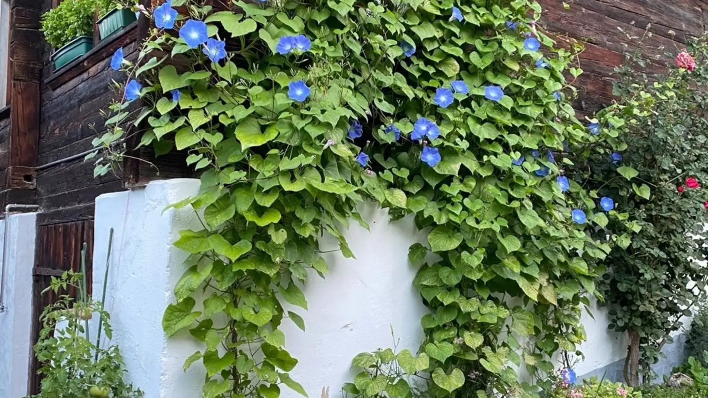 Apartment for rent - Mittlere Gasse 3, 3856 Brienzwiler - Photo 2