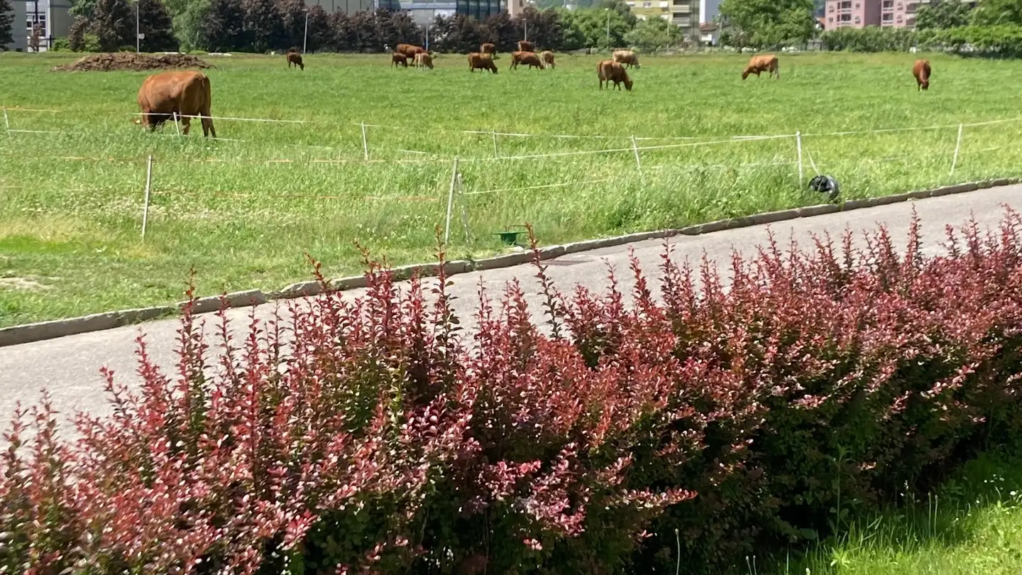 Apartment for rent - Via Quinta 59, 6710 Biasca