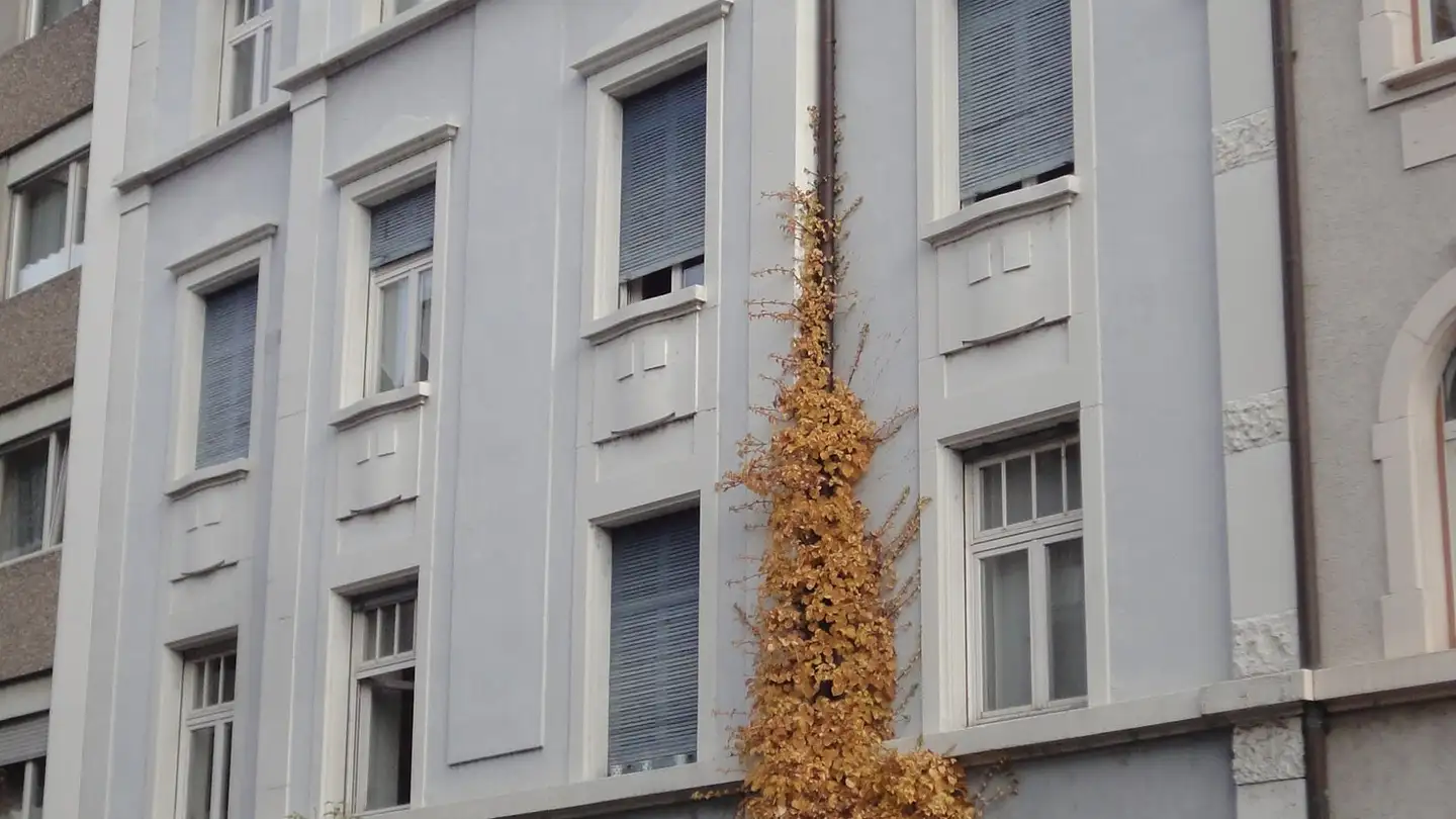 Duplex in affitto - Froburgstrasse 29, 4052 Basel