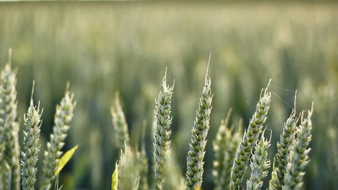 Villa à vendre - Via Paradiso 3, 6500 Bellinzona