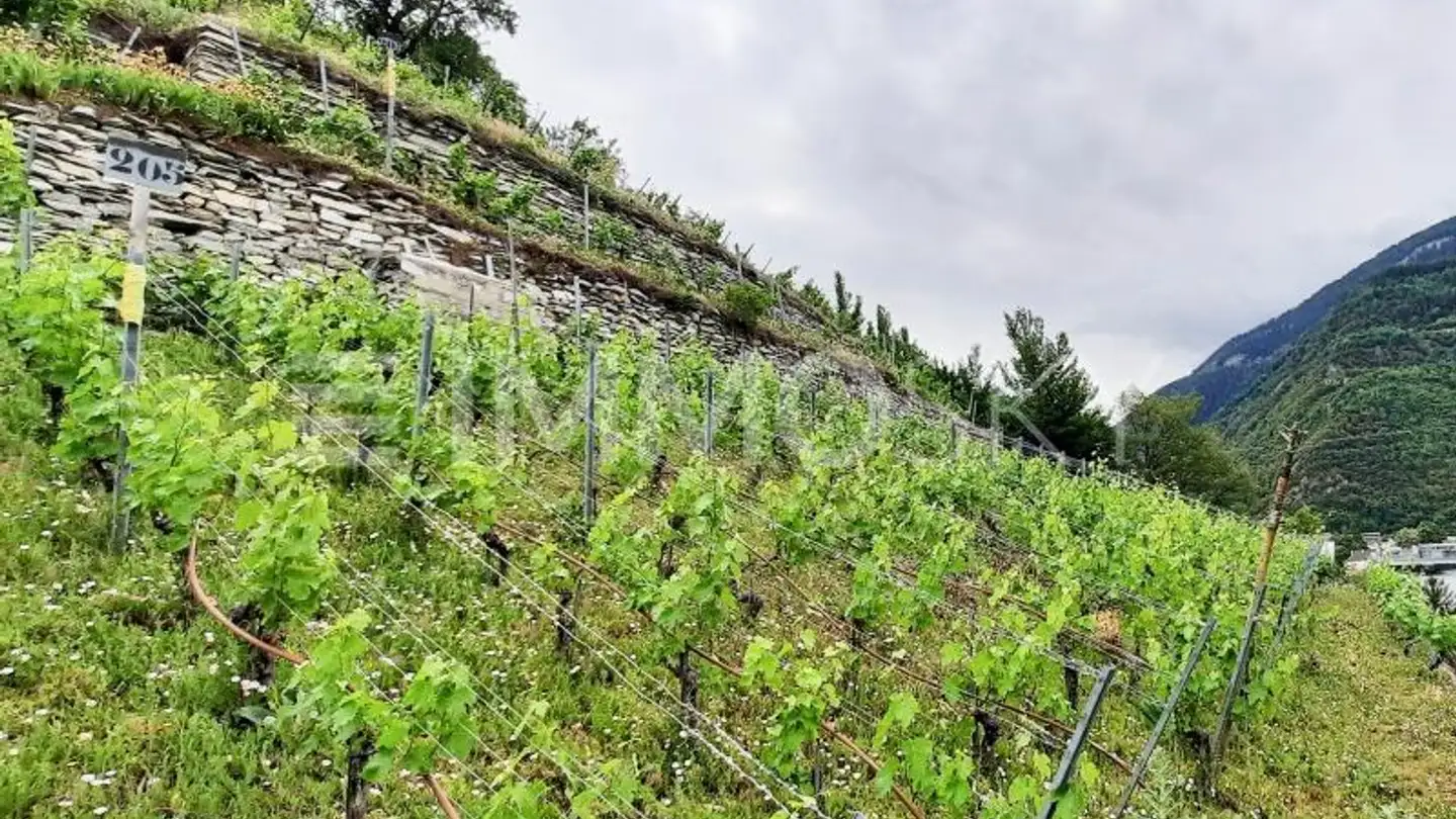 Constructible plot for sale - 3960 Sierre - Photo 3