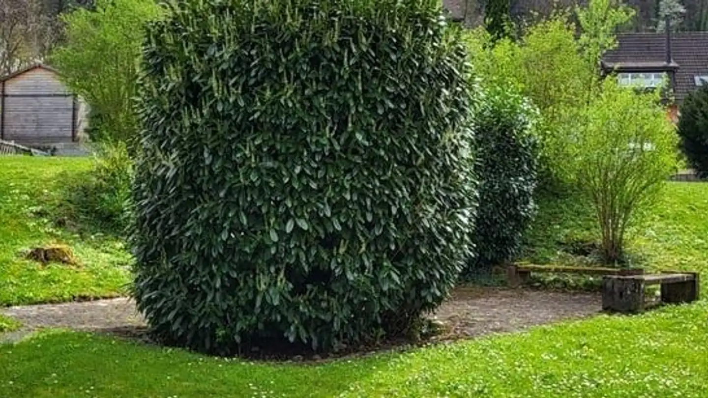 Wohnung mieten - Hörnlistrasse, 8108 Dällikon