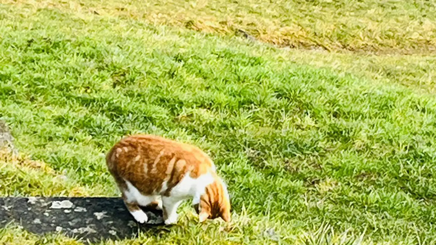 Terrain constructible à vendre - Schiltwald, 5046 Walde AG