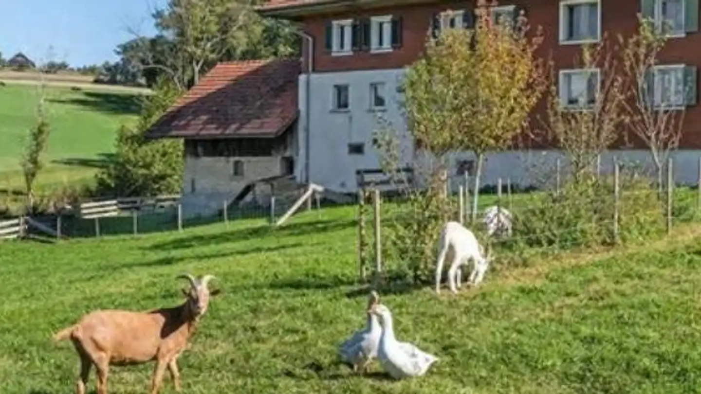 Appartamento in affitto - Underlehn 1, 6222 Gunzwil - Foto 2