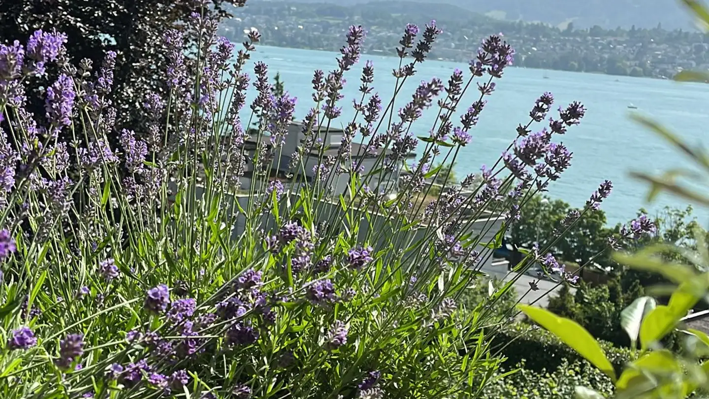 Furnished apartment for rent - Guggerstrasse 34, 8702 Zollikon