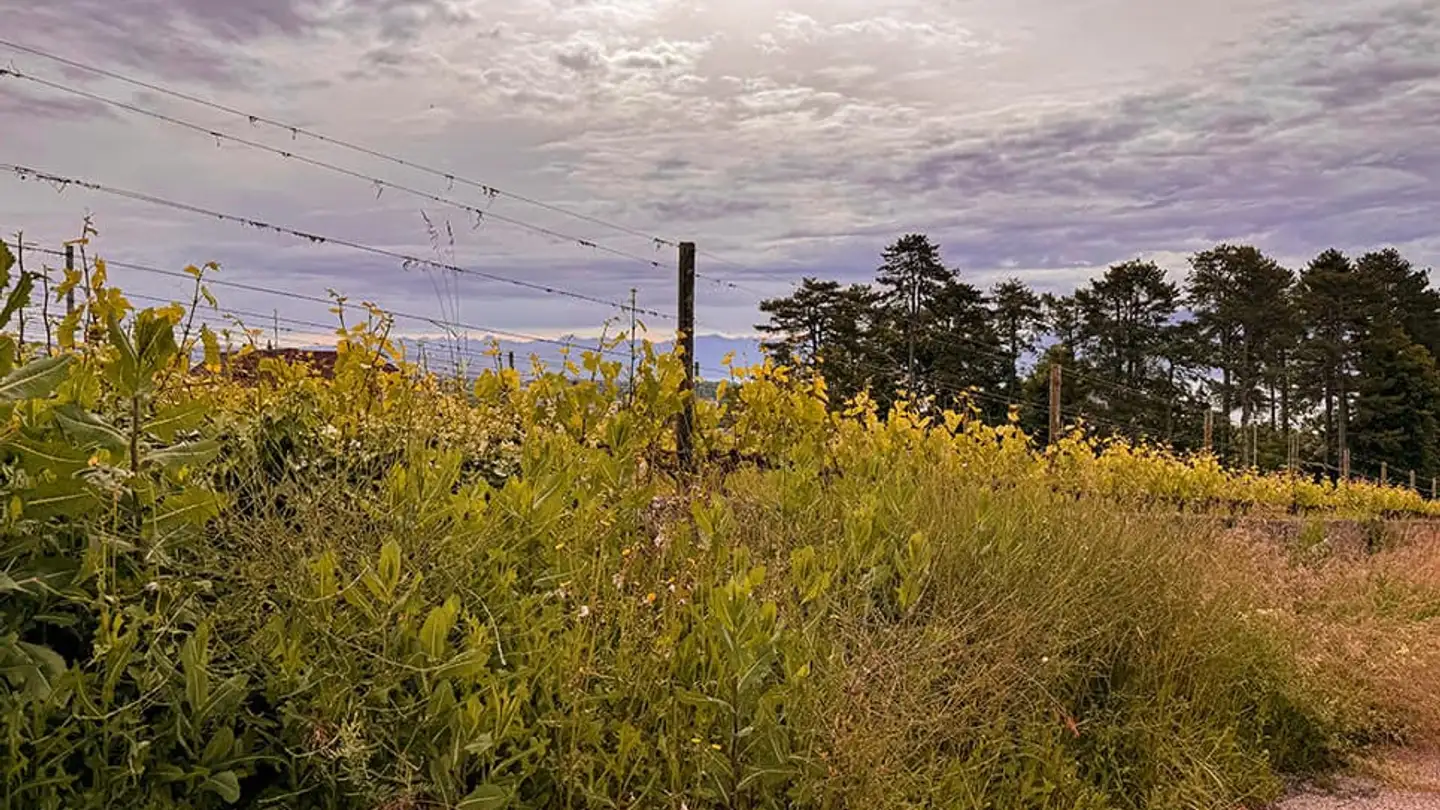 Maison individuelle à vendre - 1110 Morges - Photo 2