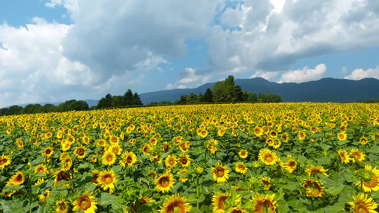 Duplex à vendre - 1000 Lausanne 25