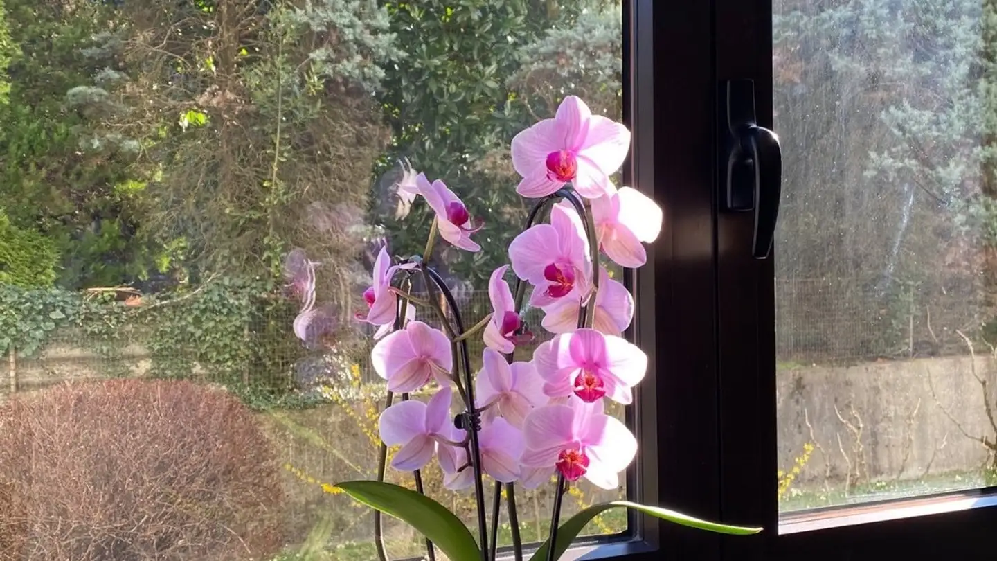 Appartamento in affitto - Via Crocetta 17, 6962 Viganello - Photo 2