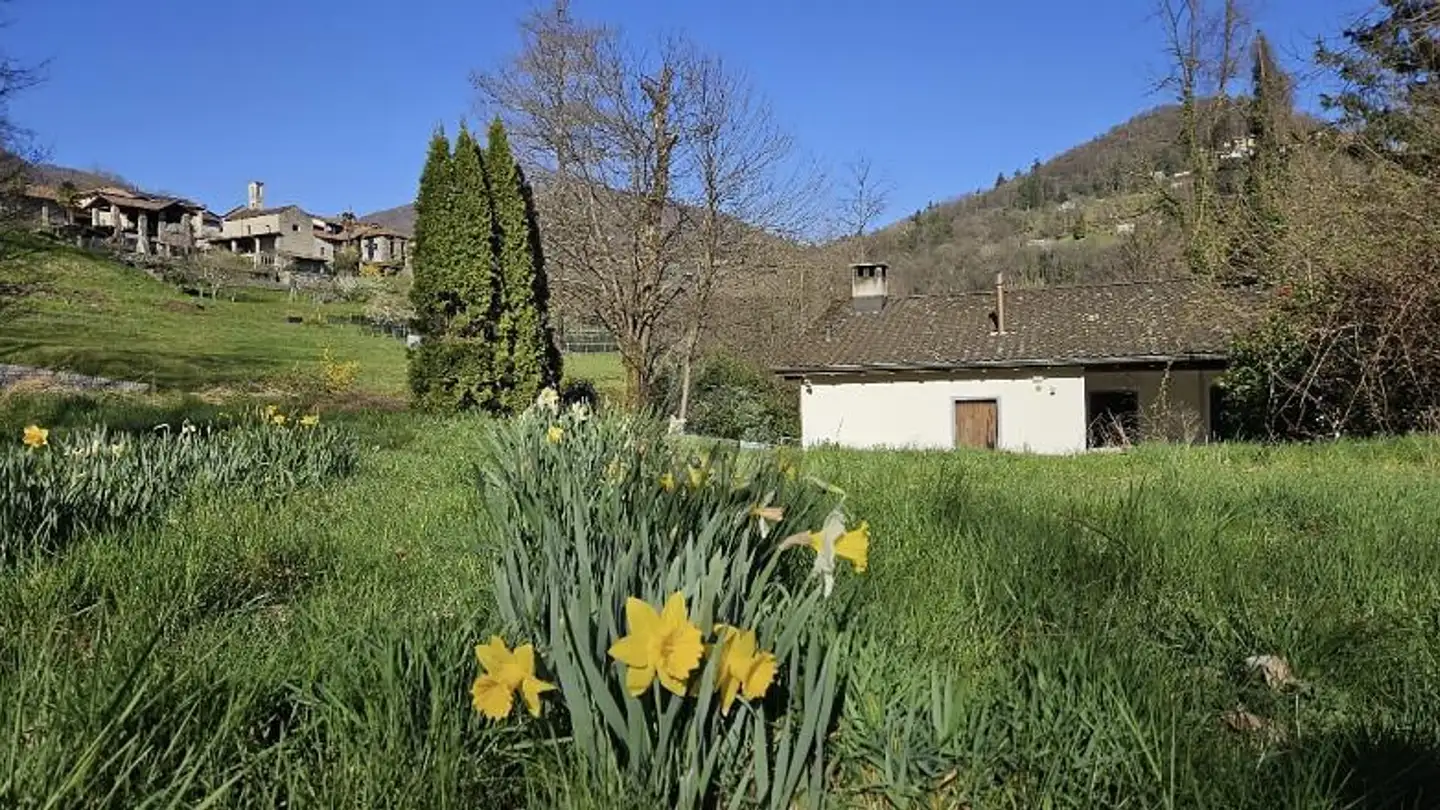Entreprise agricole à vendre - 6997 Sessa