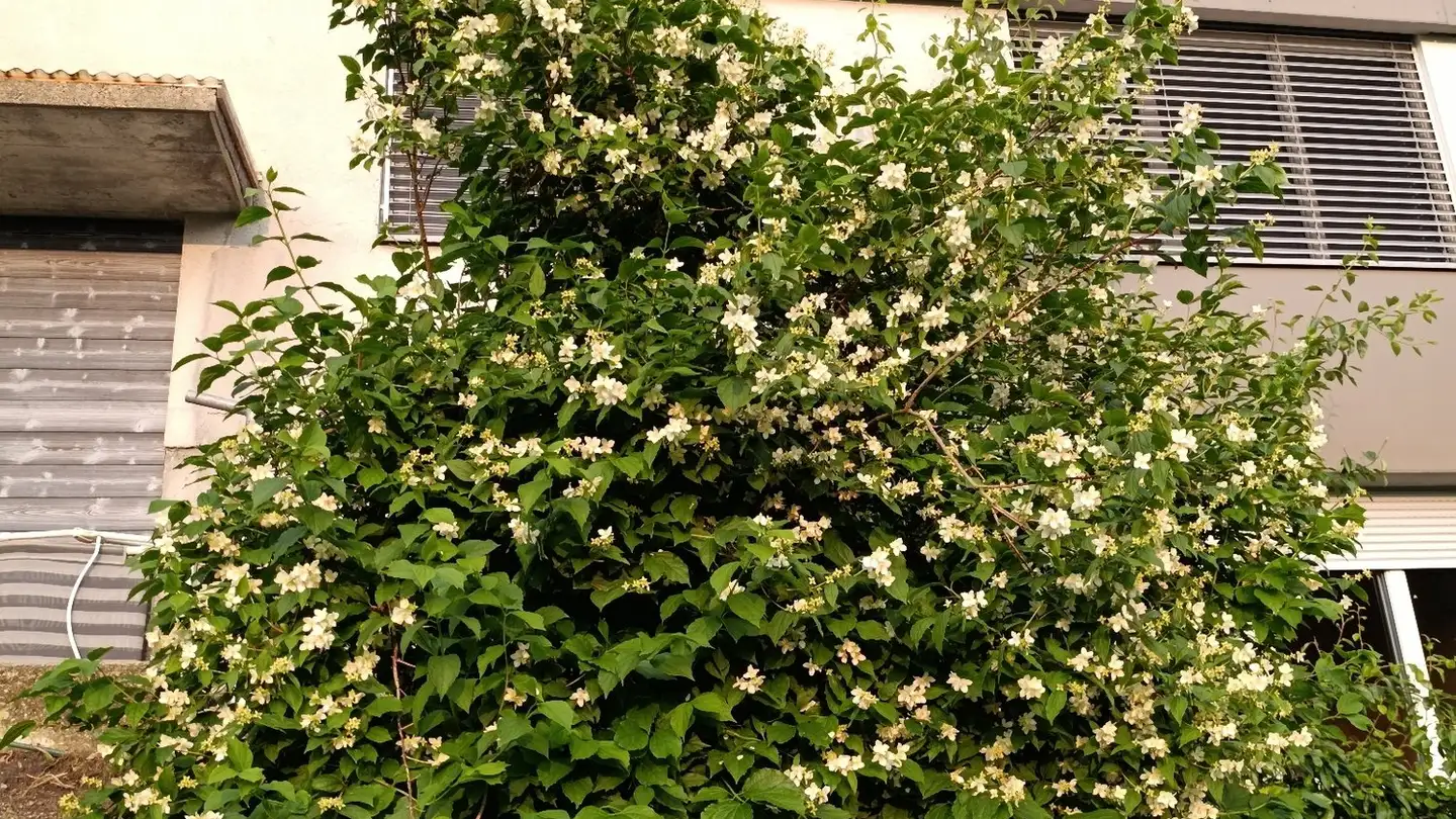 Stanza singola in affitto - 3457 Wasen im Emmental - Photo 2