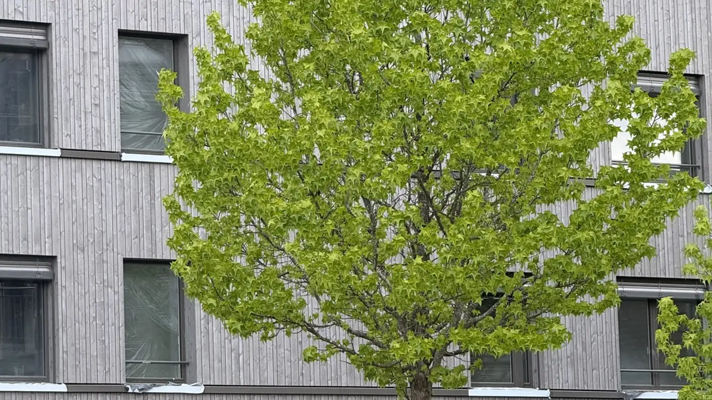 Attique à louer - Dorfstrasse 22a, 6262 Langnau b. Reiden - Photo 4