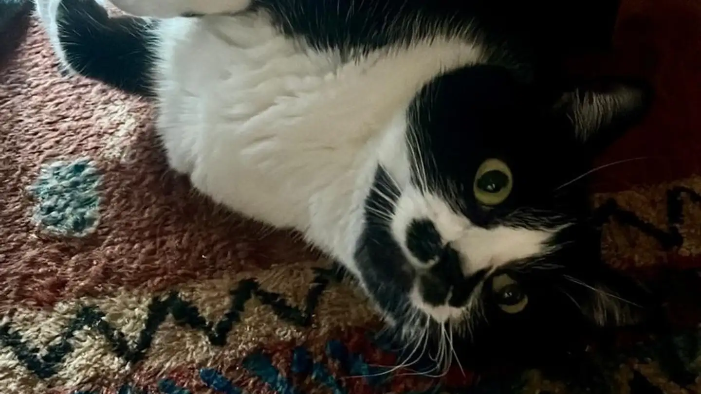 Chambre à louer - Zürcherstrasse 63, 5400 Baden - Photo 3