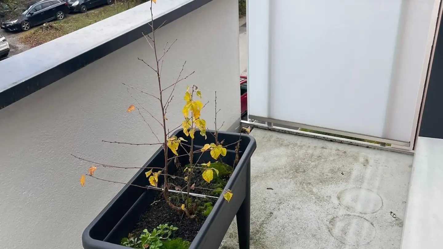 Appartement à louer - Chemin Auguste- Vilbert 64, 1218 Le Grand-Saconnex - Photo 4