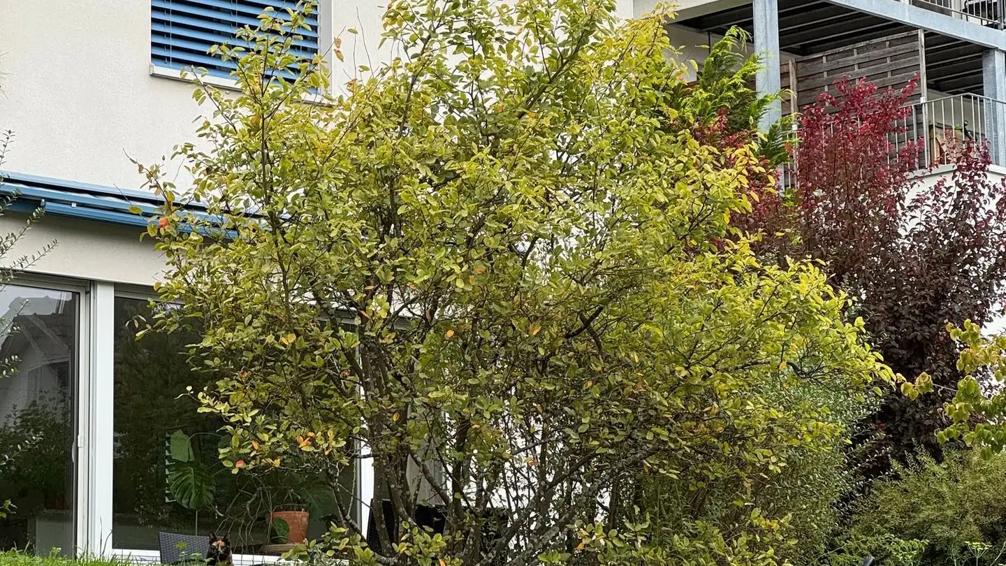 Appartement à louer - Fliederstrasse 32, 5415 Nussbaumen AG