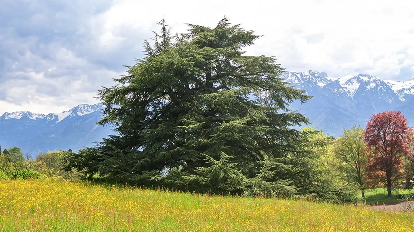 Einfamilienhaus kaufen - 1807 Blonay