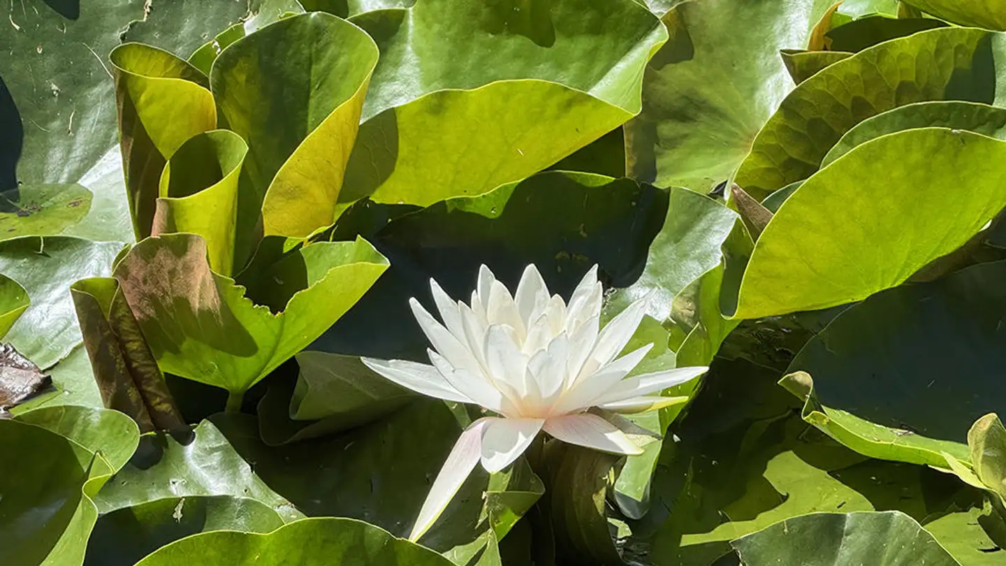 Residential building for sale - 6900 Lugano - Photo 2