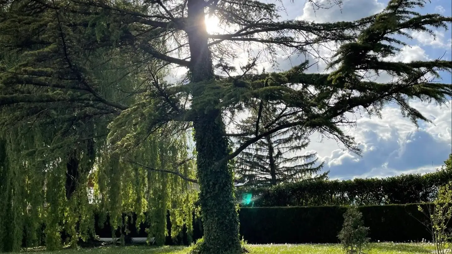 Single room for rent - Rue de Genève, 1226 Thônex - Photo 2