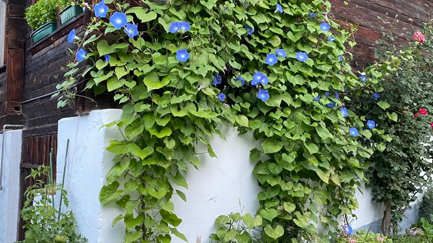 Appartement à louer - Mittlere Gasse 3, 3856 Brienzwiler