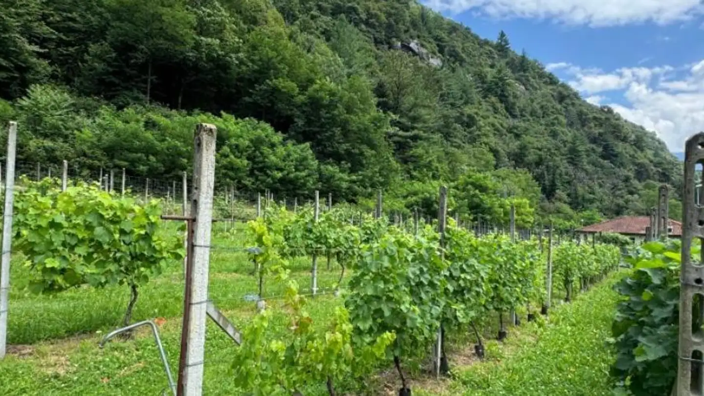 Constructible plot for sale - 6705 Cresciano