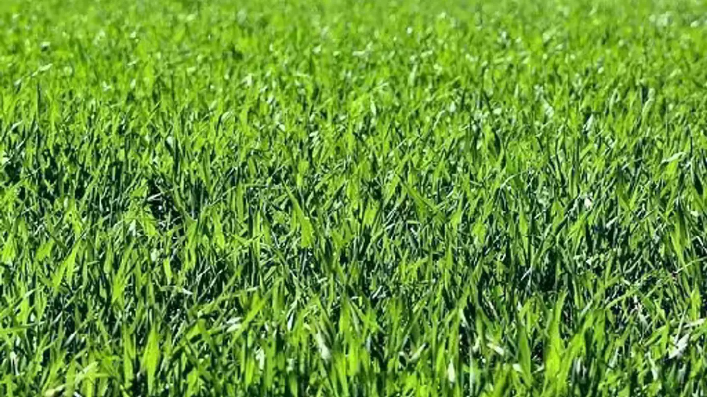 Constructible plot for sale - 6702 Claro