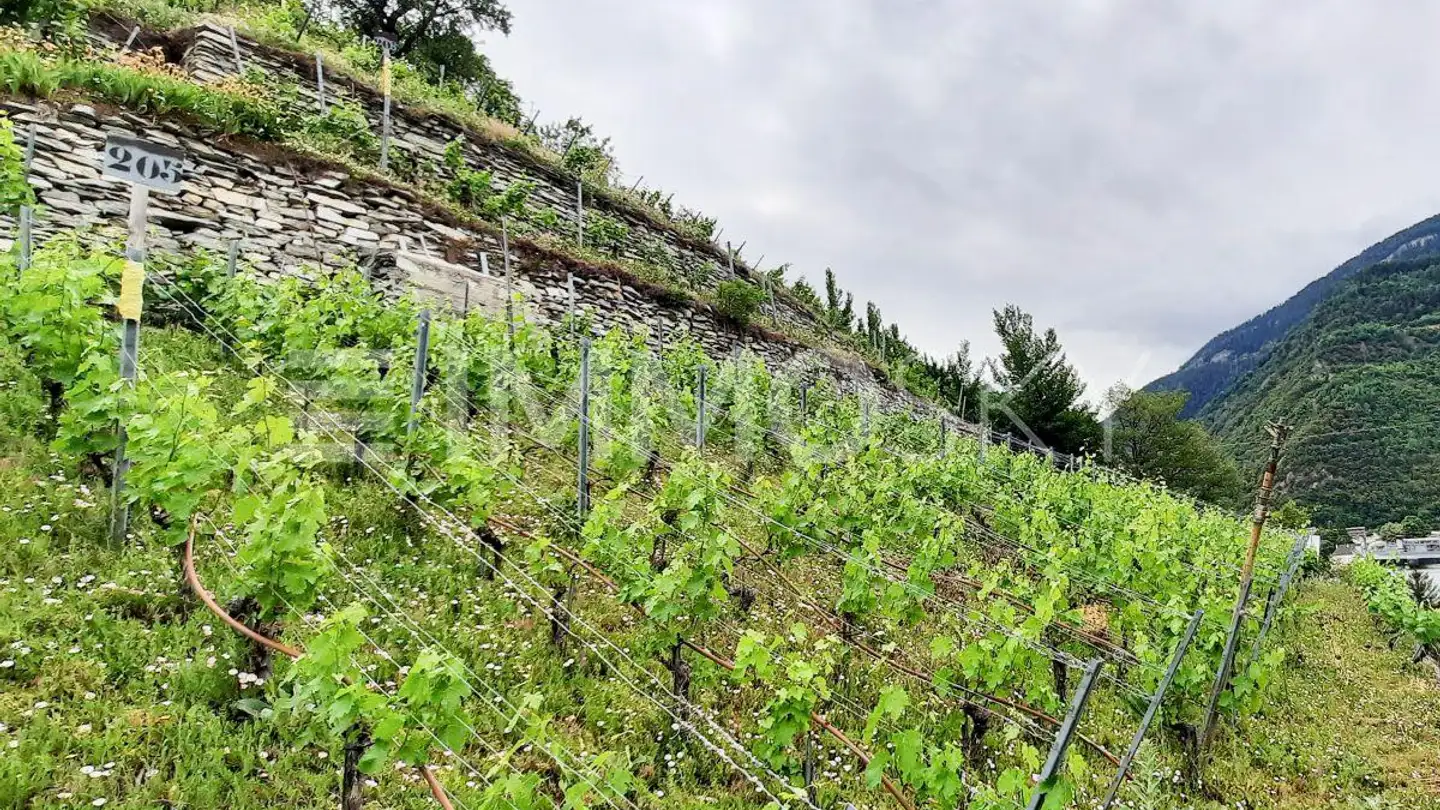 Constructible plot for sale - 3960 Sierre - Photo 3